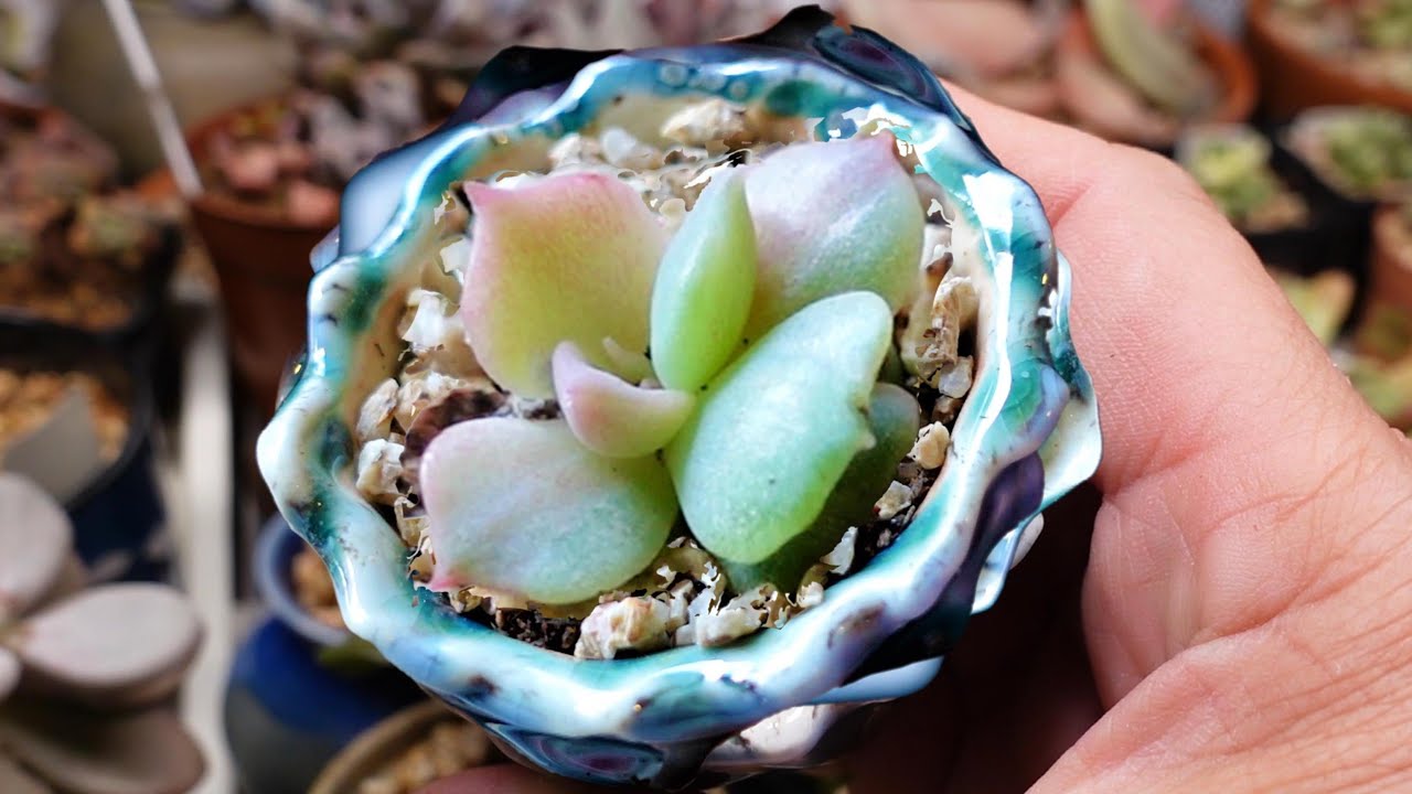 I Grew A Variegated Echeveria Lola