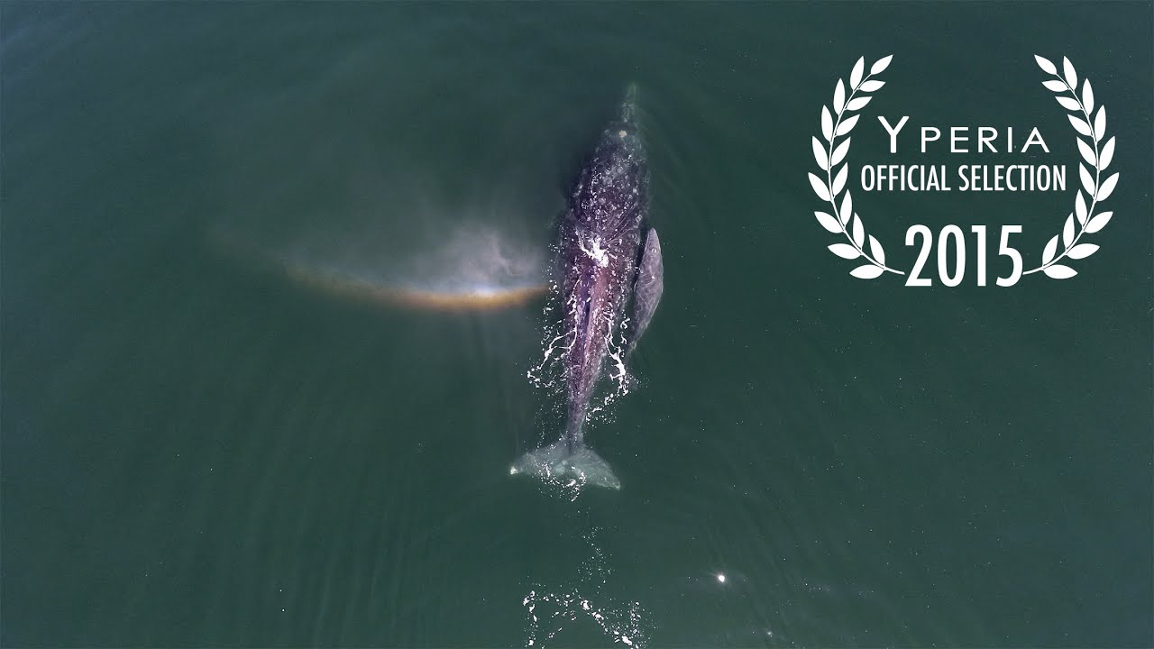 Exploring Baja California Sur from above 4K