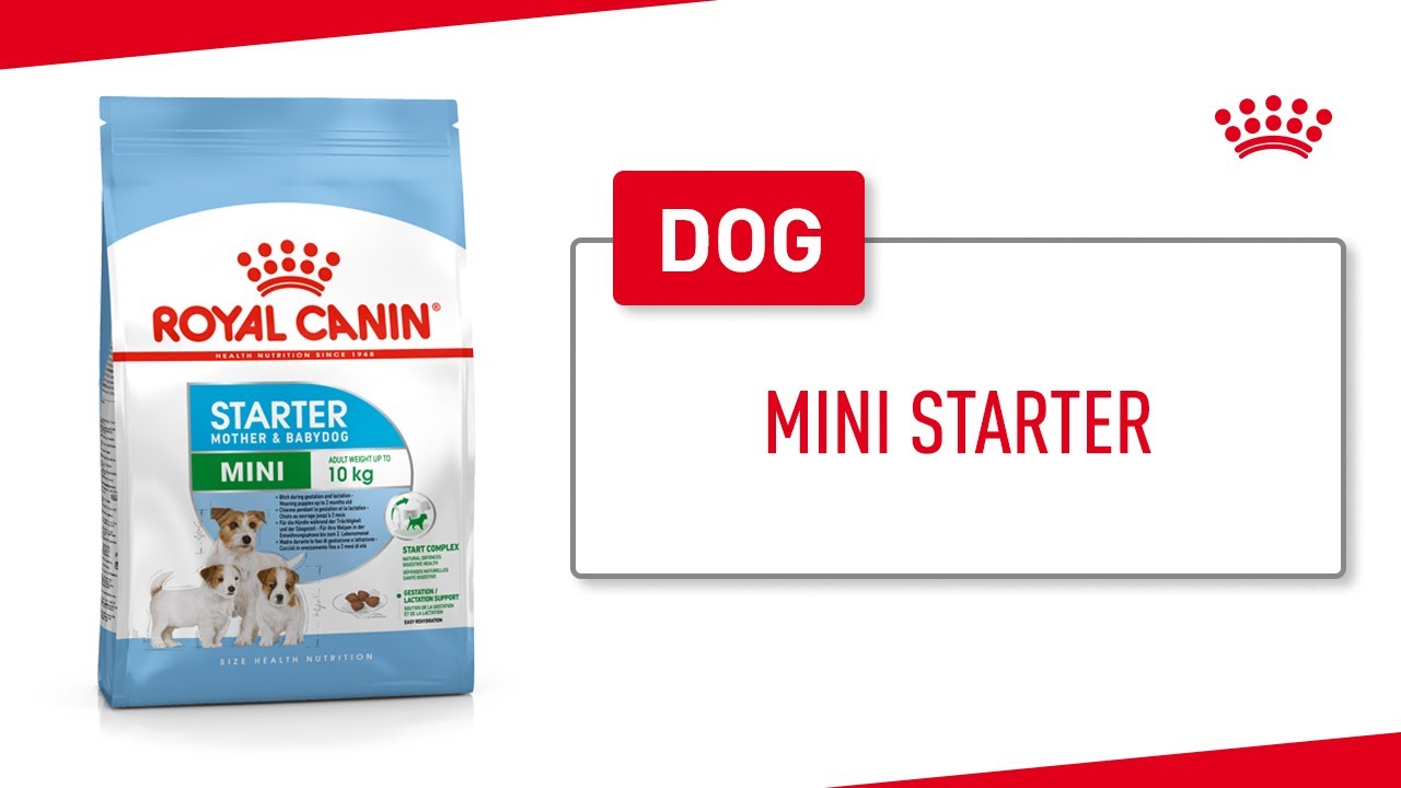 Mini Starter