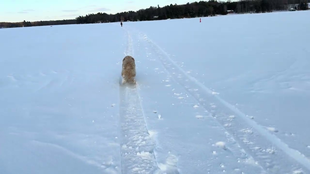 Serene Winter Scene, Hiking Across a few km of Frozen Snow Covered Lake Ice: Newton gets a Great RUN