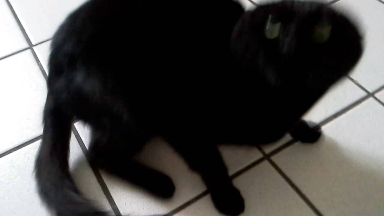 Black cat hiss