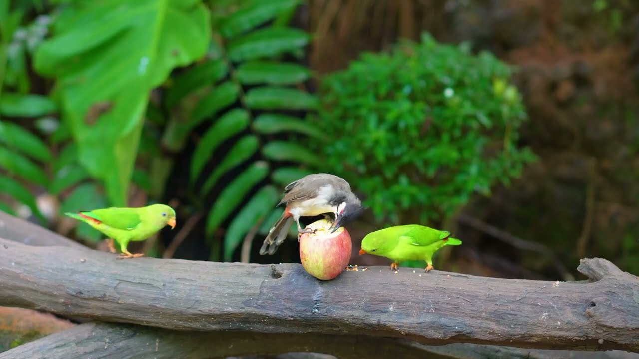[ NO ADS] Cat TV for Cats to Watch 😺 Bouncy chipmunks, Squirrels, and Birds 🐿 4 Hours 4K HDR 60FPS