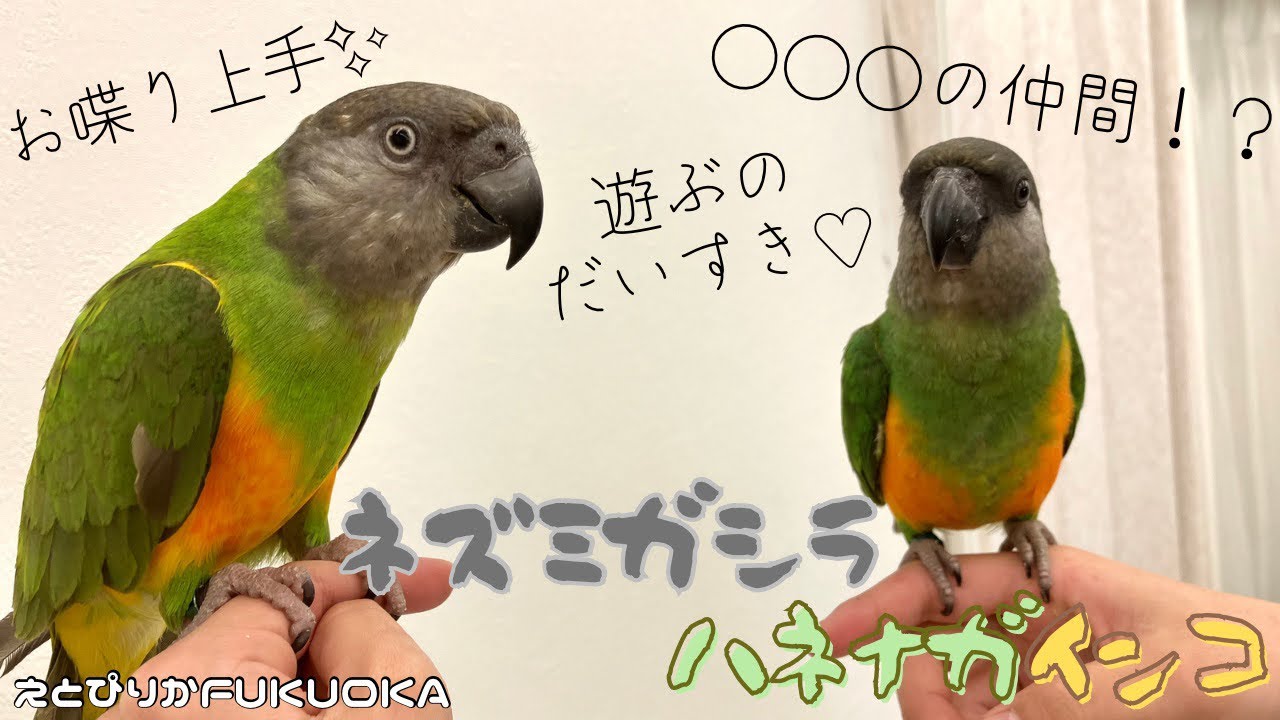 【えとぴりかFUKUOKA】実は○○○の仲間！？【ネズミガシラハネナガインコ】