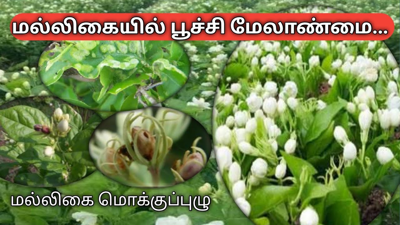 மல்லிகை பூச்சி மேலாண்மை | Jasmine pest control | @vivasayapokkisham