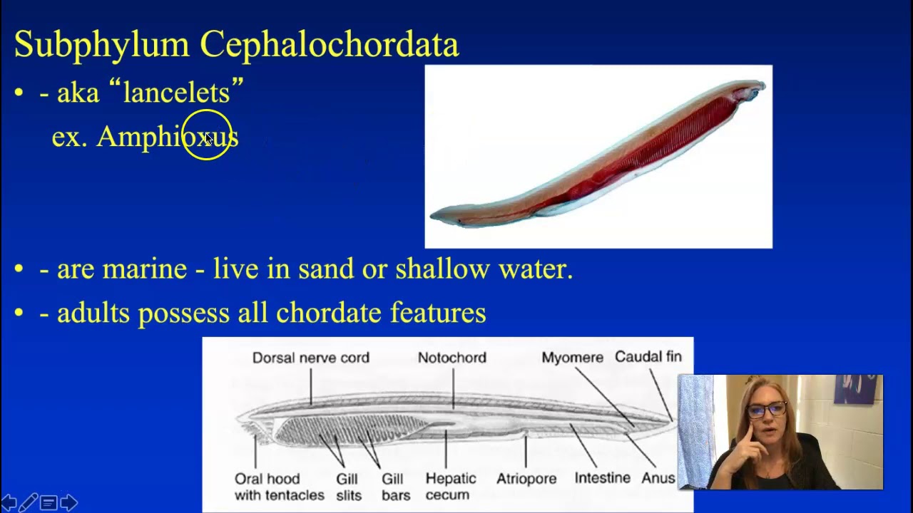 Phylum Chordata (Zoology)