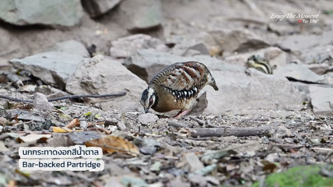 นกกระทาดงอกสีน้ำตาล Bar-backed Partridge