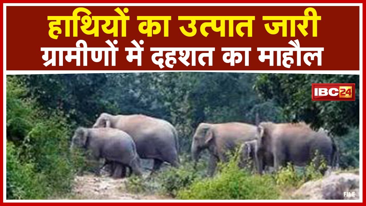 Pendra Elephant News : हाथियों का उत्पात | डरे हुए ग्रामीणों ने School और Anganwadi में गुजारी रात