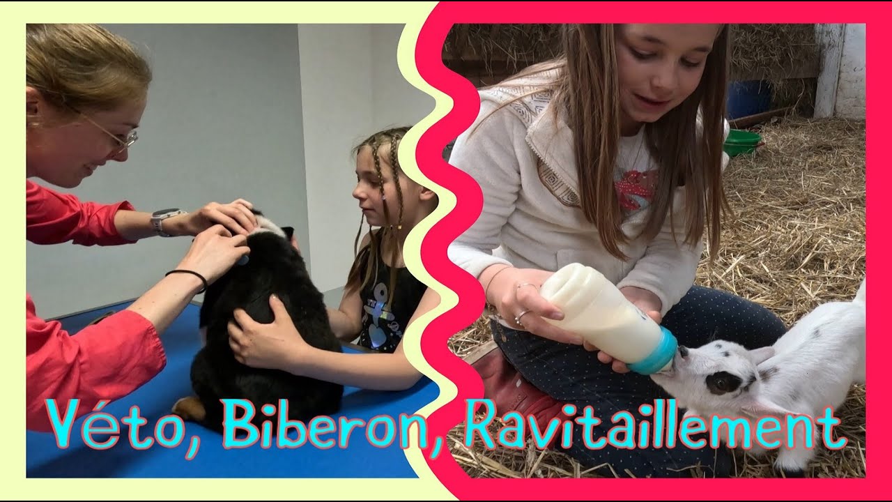 Tuto BIBERON bébé chèvre, VETERINAIRE pour chiots,  ballots de paille , ma semaine dans mon élevage