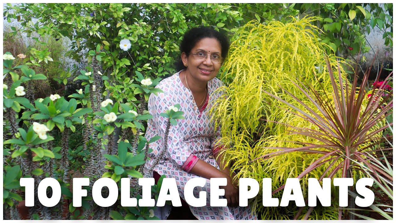 10 Colorful Plants for Outdoor Garden | Easy Maintenance