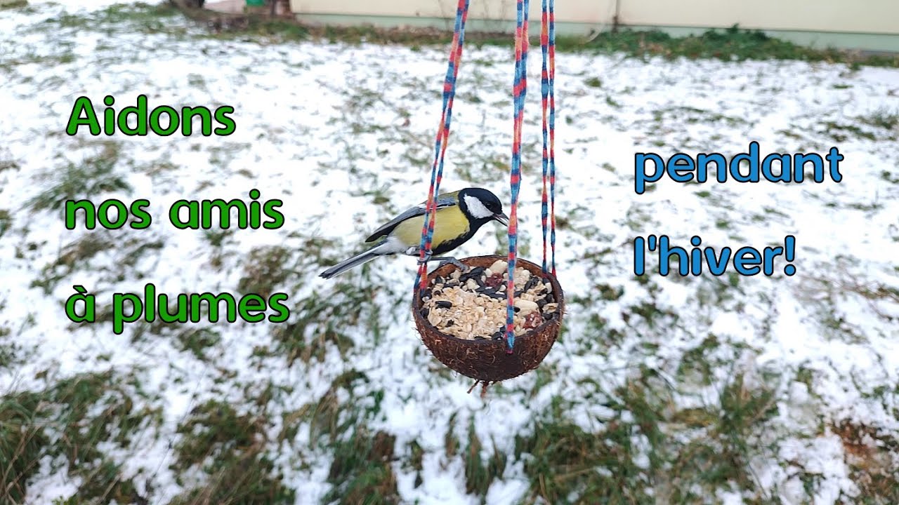 DIY nourriture à l'huile de coco pour les oiseaux du ciel!