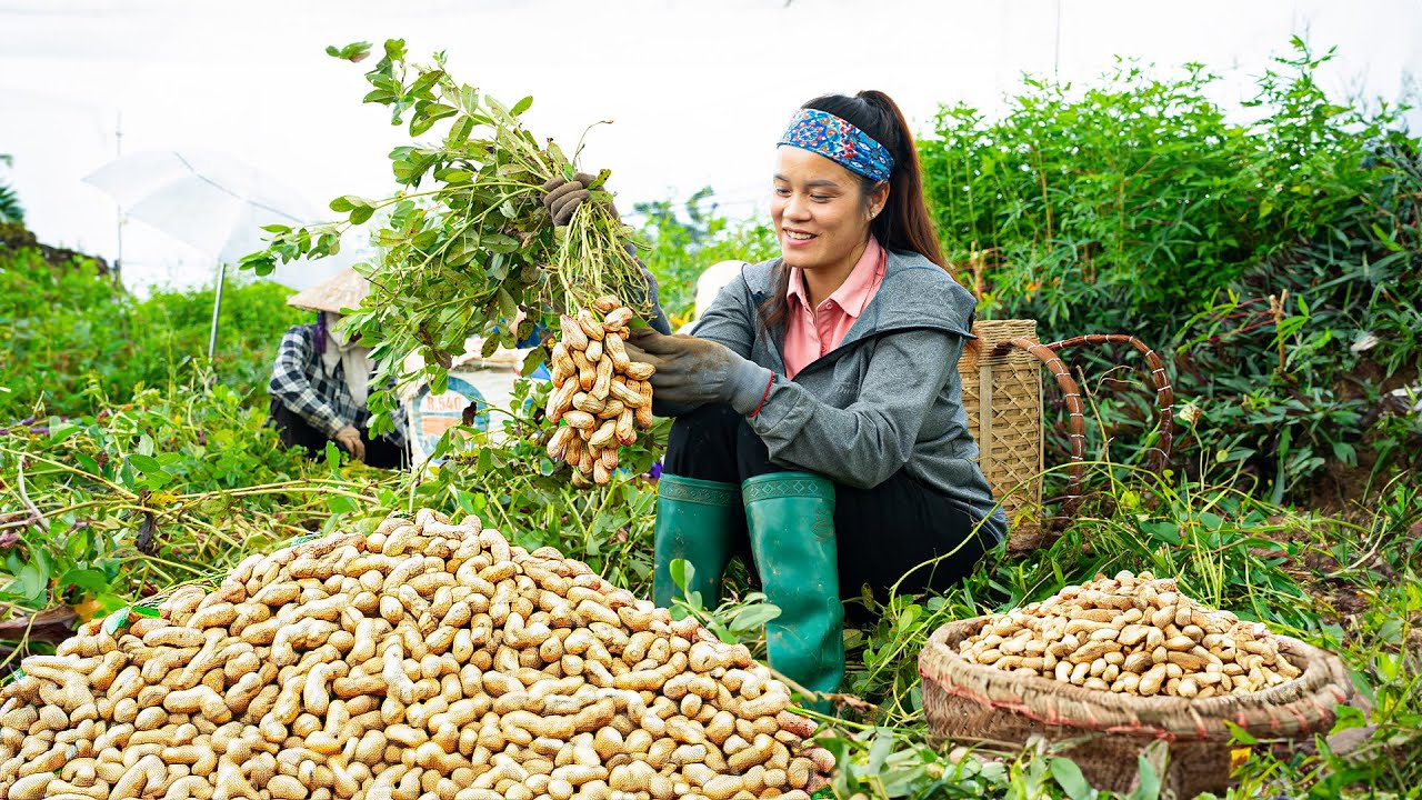Amazing Harvesting Peanuts Goes To Market Sell - Cooking Process Stewed Pumpkin Peanuts | Mu Spring