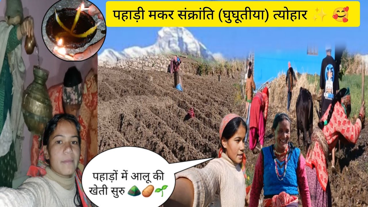 मकर संक्रांति (घुघूतीया)और गांव का असली काम ⛰️🌱 सुबह उठकर किये इतने सारे काम 🥔🌱 pahadi vlog 🏔