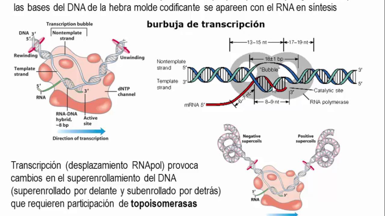 Tema 5.5 El flujo de información genética. S2 Transcripción Procariota (umh1163)