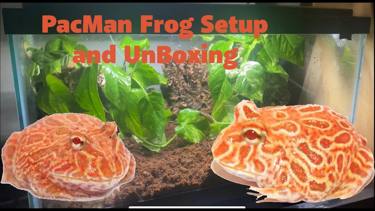 PacMan Frog Enclosure Setup and Unboxing