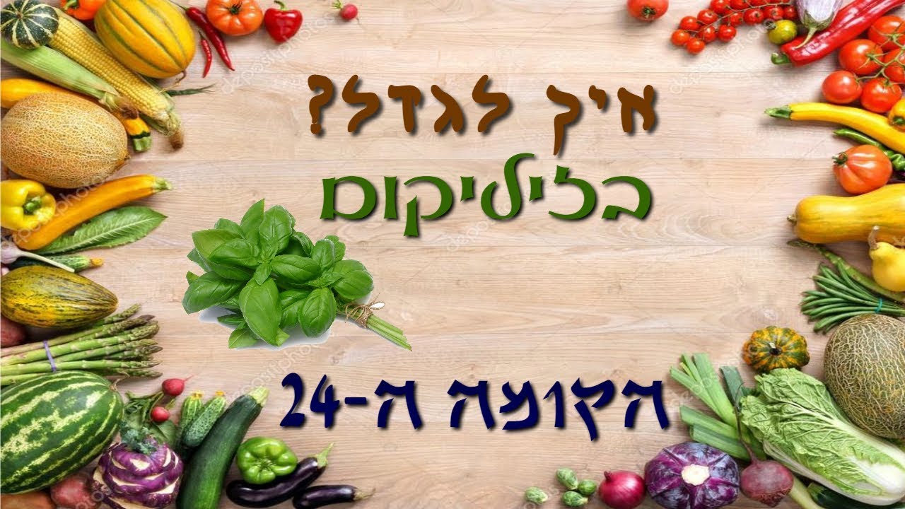איך לגדל בזיליקום?