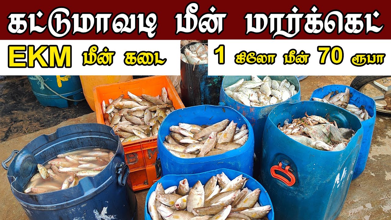 1 கிலோ மீன் 70 ரூபா மீன் ஏலம் கட்டுமாவடி மீன் மார்க்கெட் Kattumavadi Meen Market EKM Meen Kadai