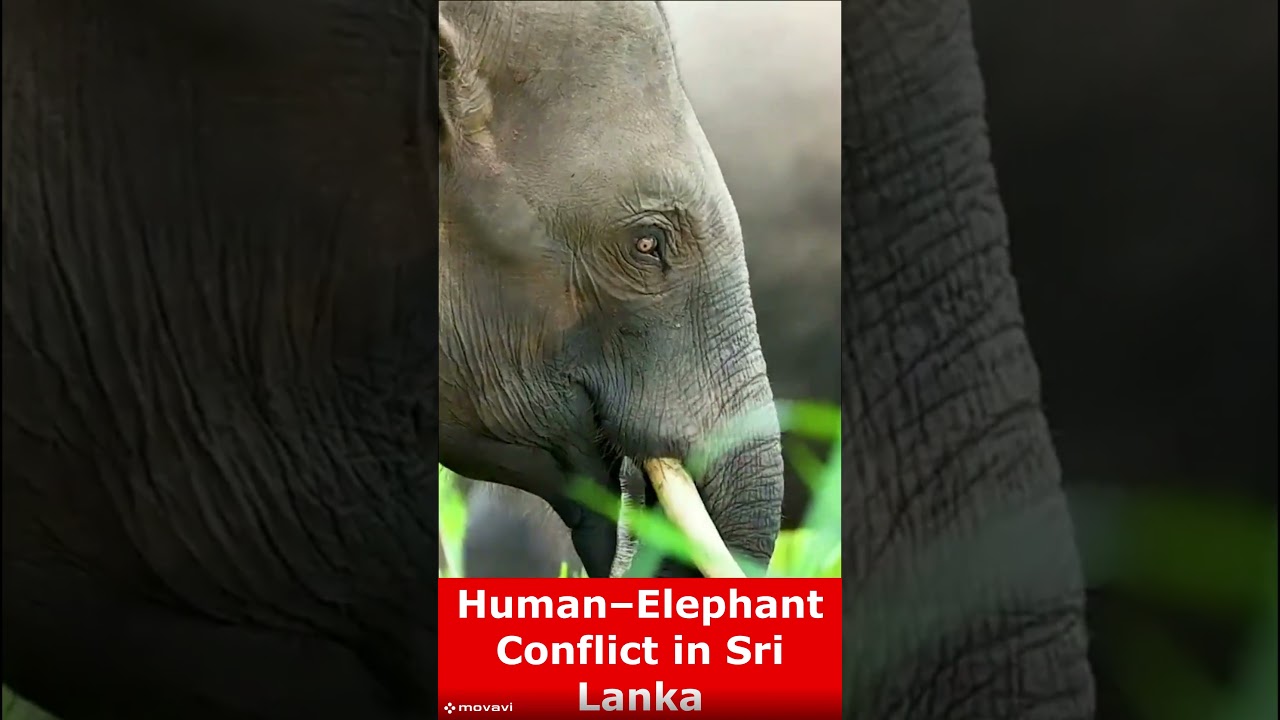 Human&ndash;Elephant Conflict in Sri Lanka