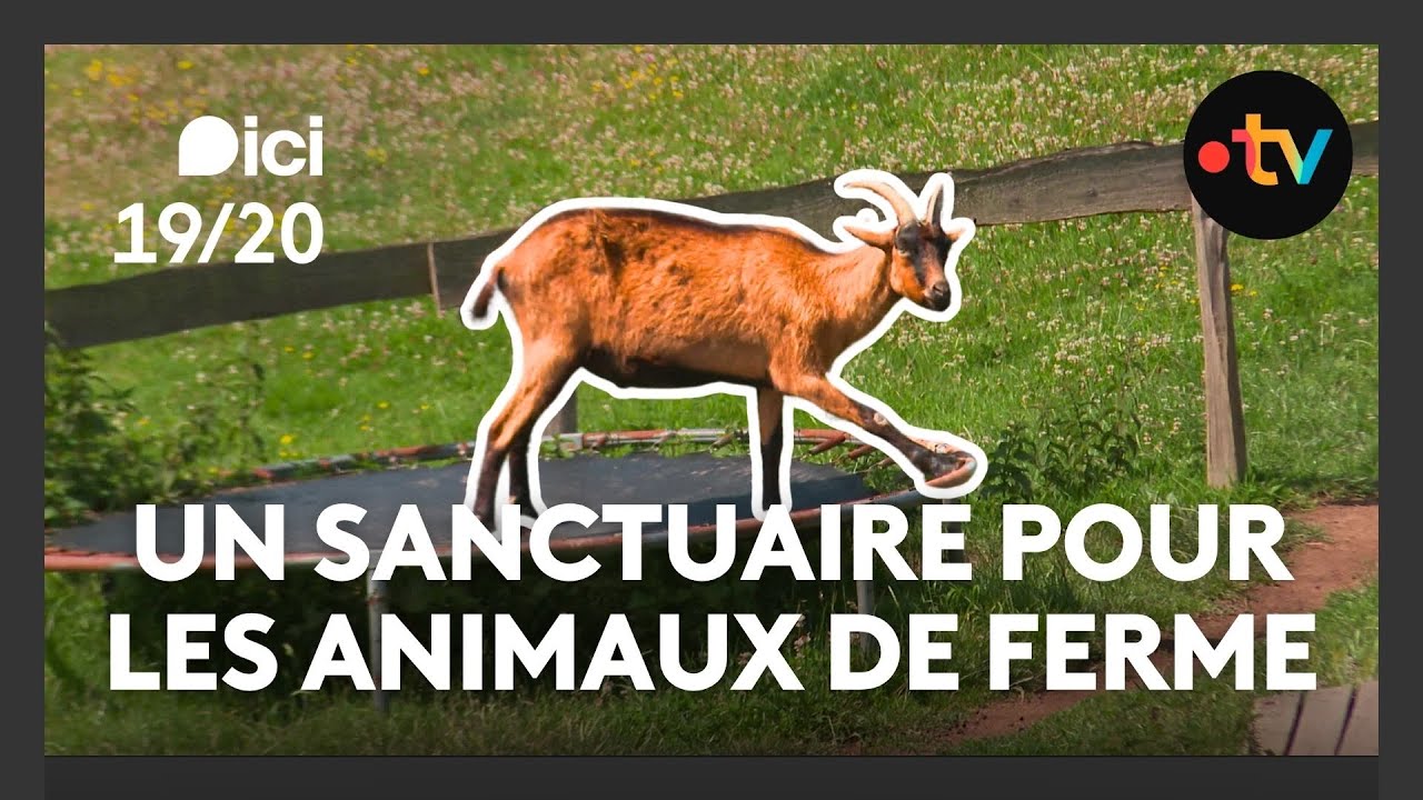 Le Repère : un sanctuaire pour animaux de ferme maltraités ou abandonnés