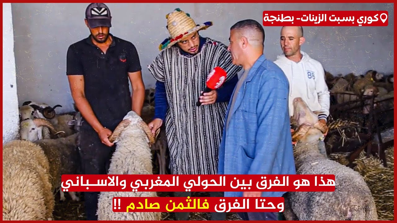 الكساب.. هذا هو الفرق بين الحولي المغربي والاسباني وحتا الفرق فالثمن صادم !!