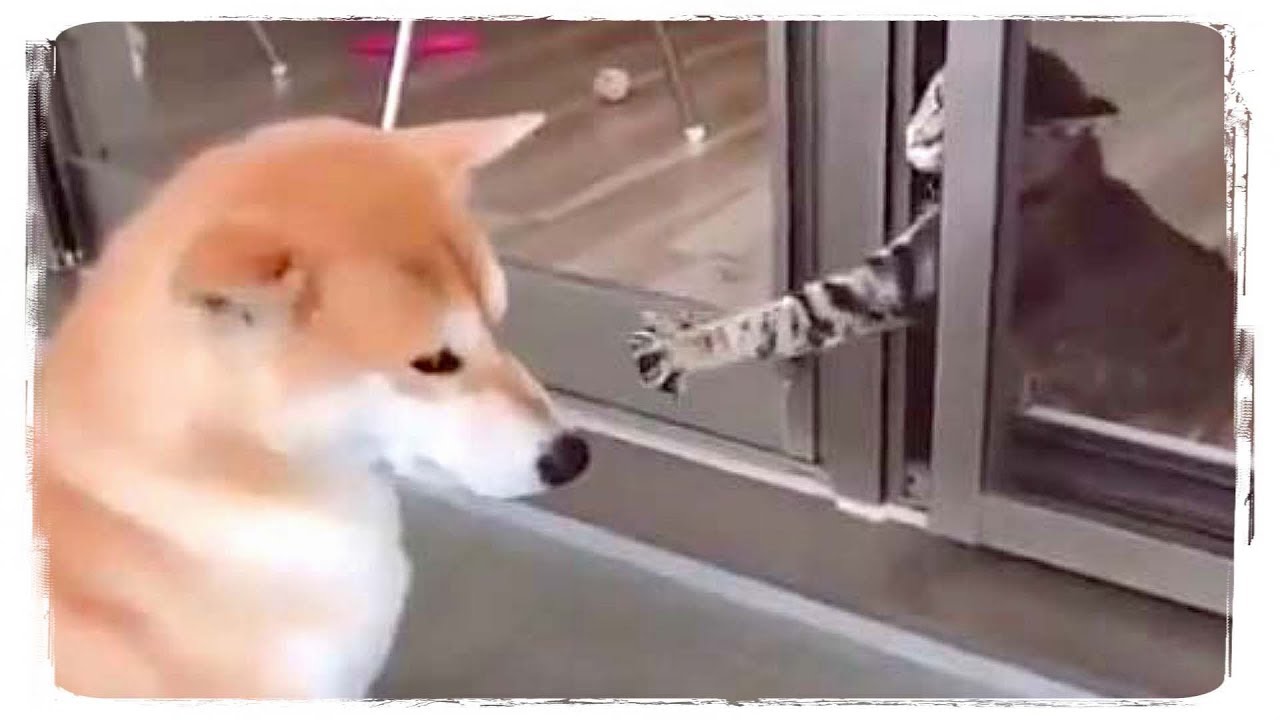 СМЕШНЫЕ КОТЫ И СОБАКИ 2018 - FUNNY CATS & DOGS 2018 #503
