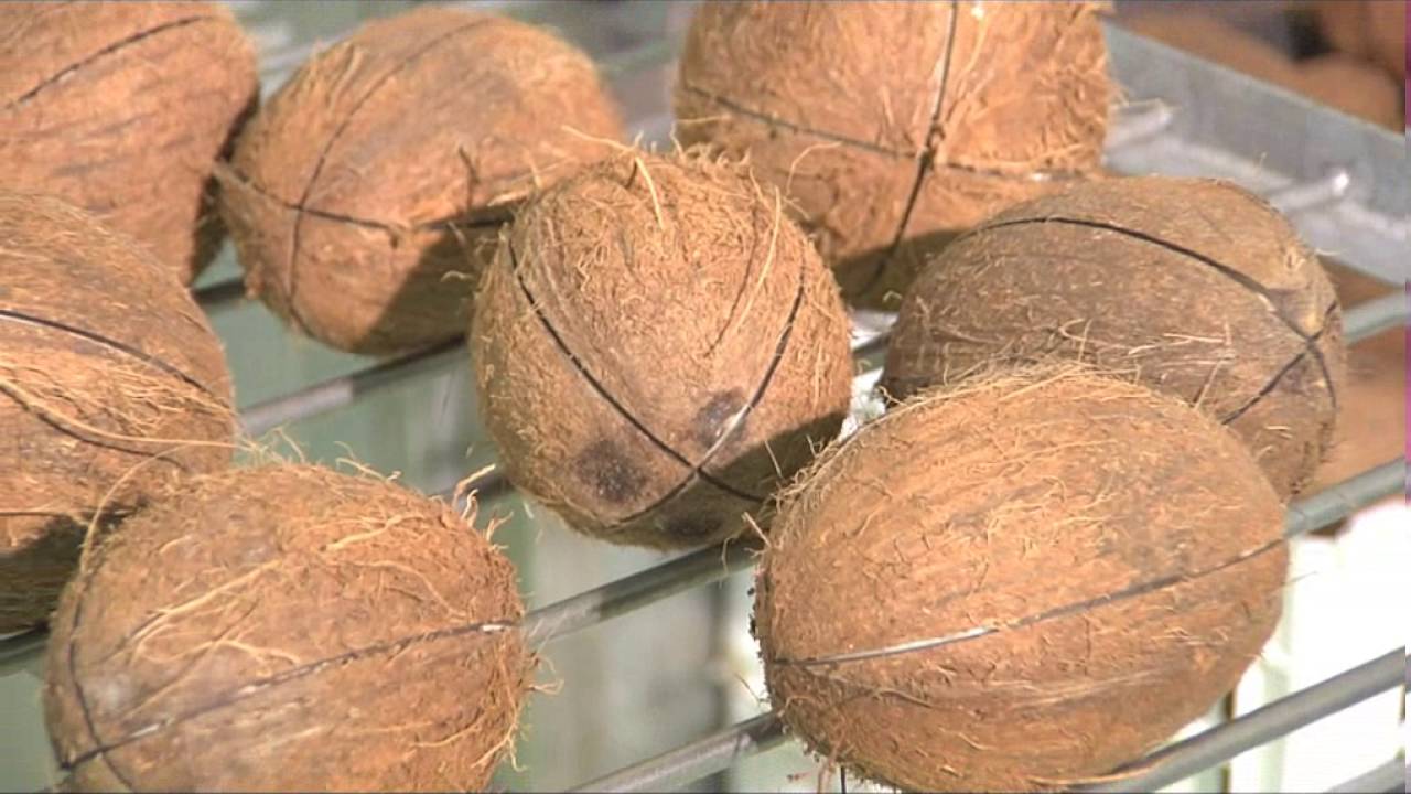 CDM  Deshelling  Machine  for Coconut