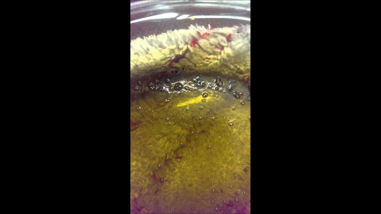 Qwiso Royal Dwarf leafs