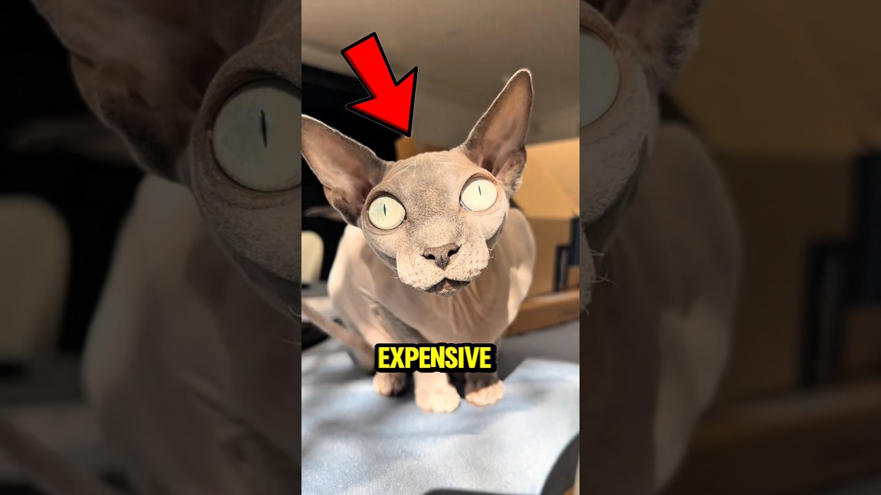Top 5 Most Expensive Cats In The World
