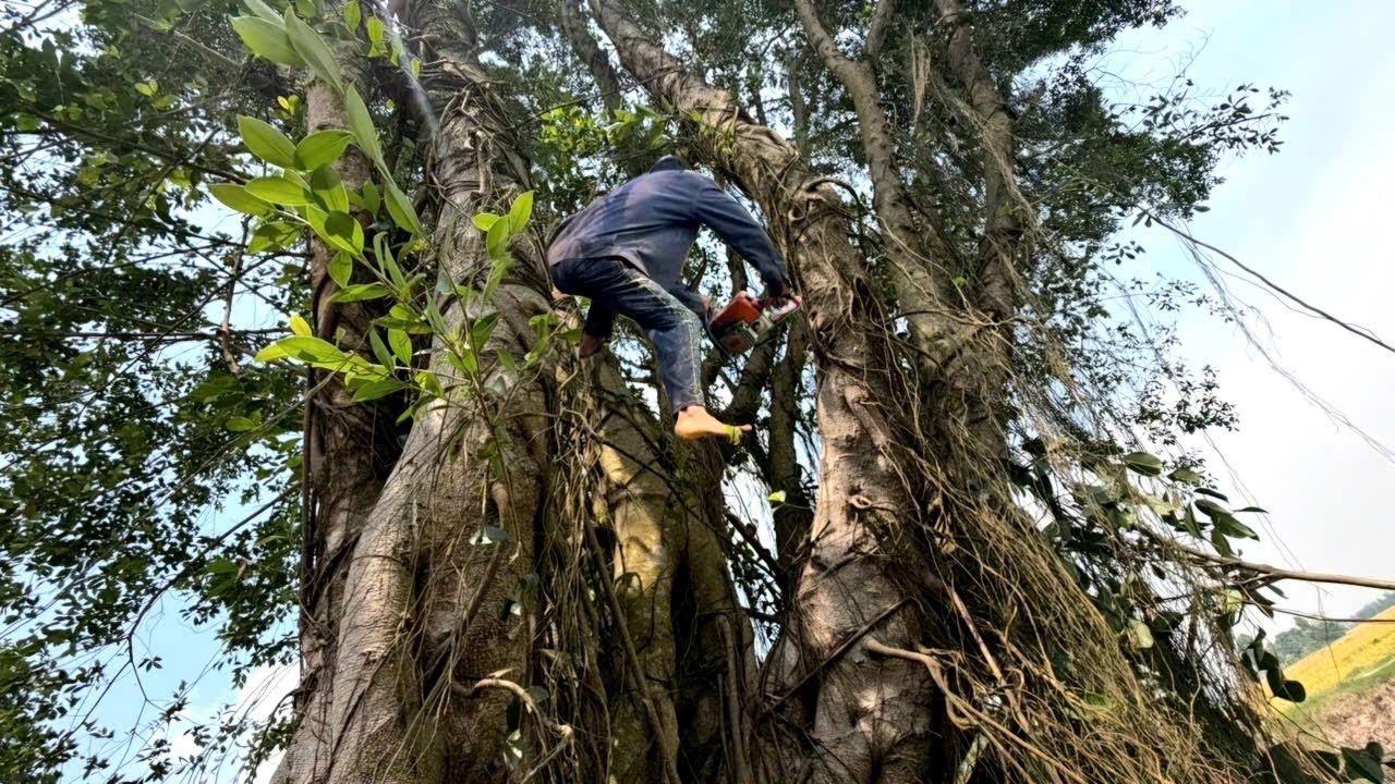 Cưa C&acirc;y sộp Xanh, To cao Nghi&ecirc;ng Ra S&ocirc;ng, Cưa Kỹ thuật, 397