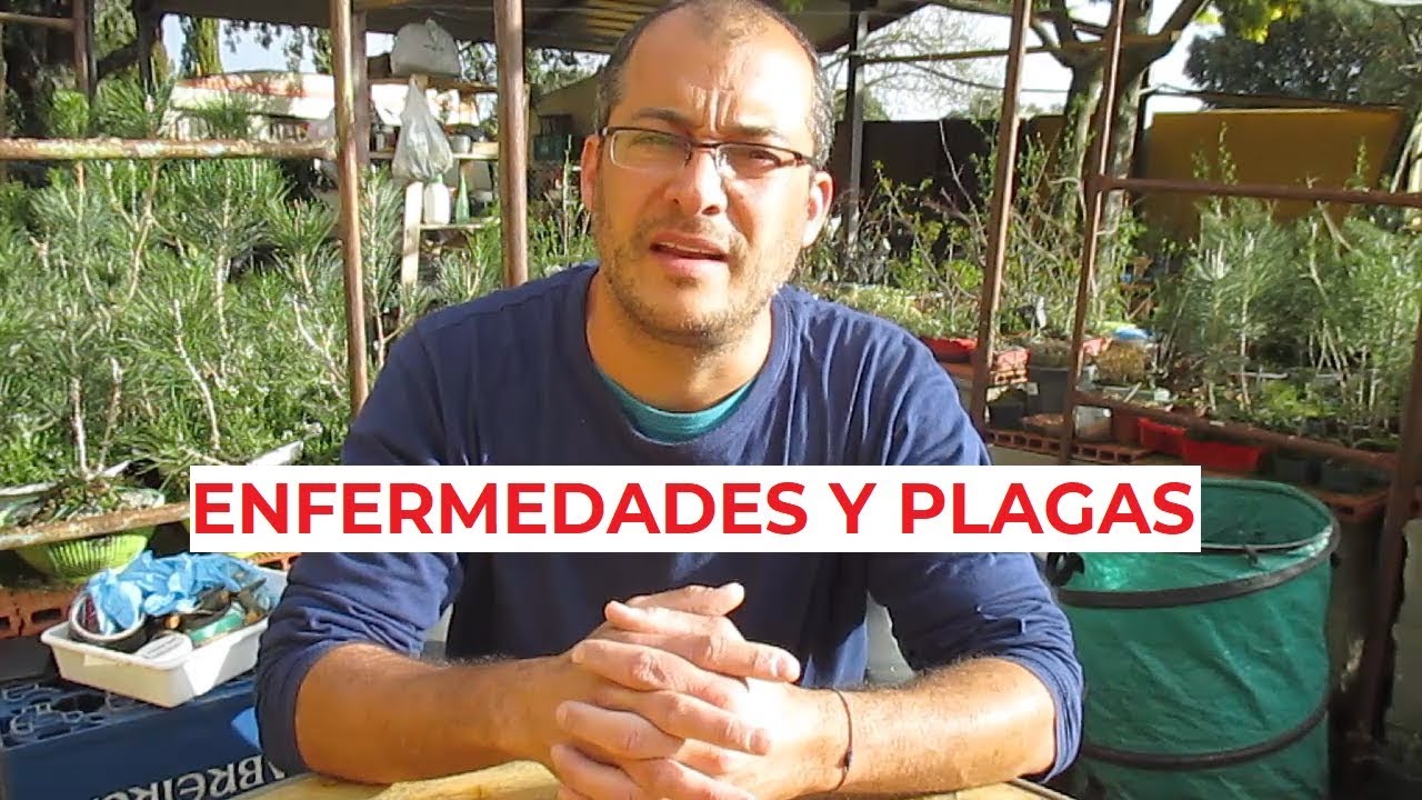 CÓMO PROTEGER MIS BONSÁIS DE ENFERMEDADES Y PLAGAS ֍ CURSO BÁSICO DE BONSÁI ✅