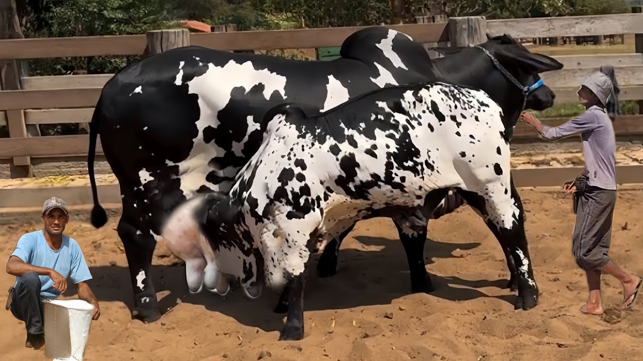 World Biggest & Beautiful Nelore Cow  Of Brazil & India