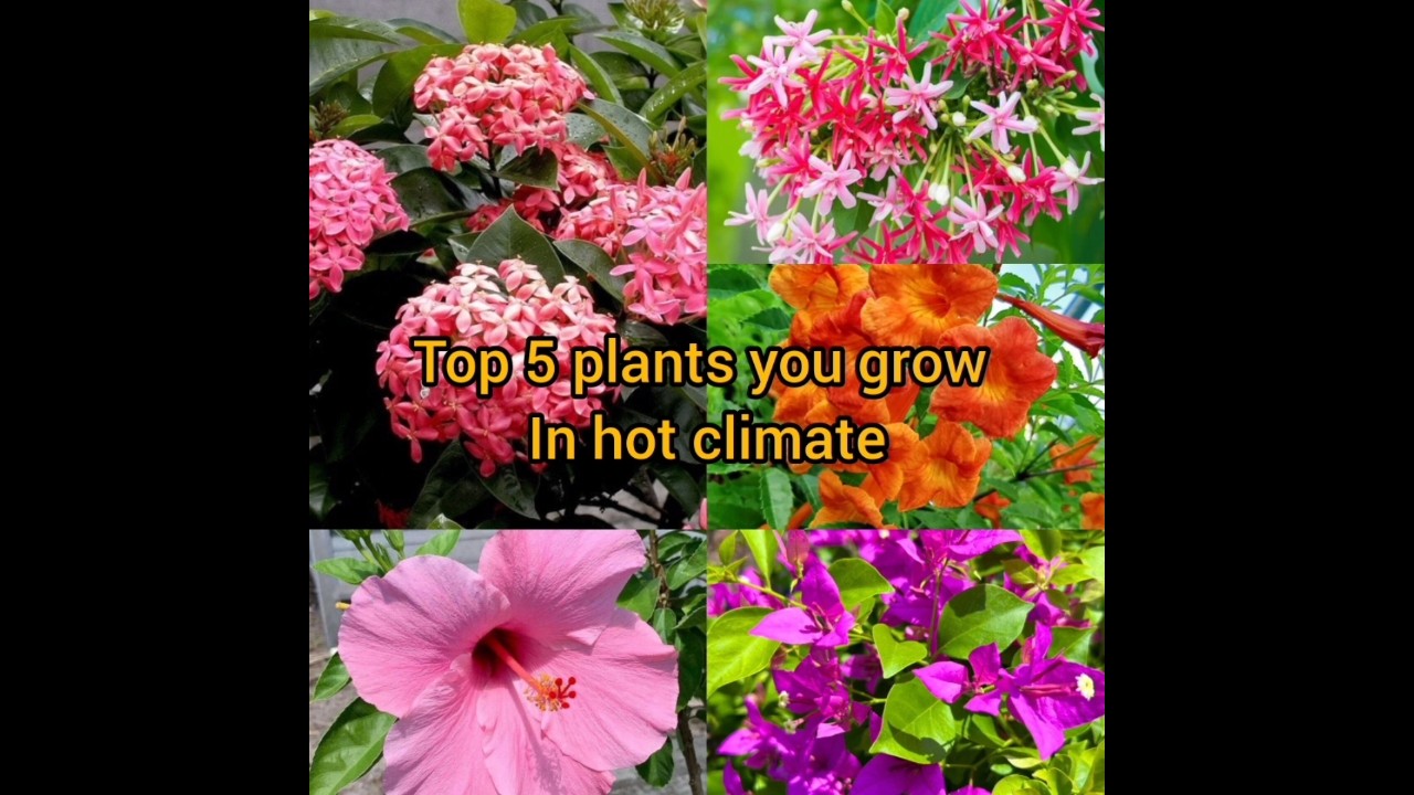 Top 5 flowering plants you grow in very hot climate #shorts #gardening #Myexperienceingardening