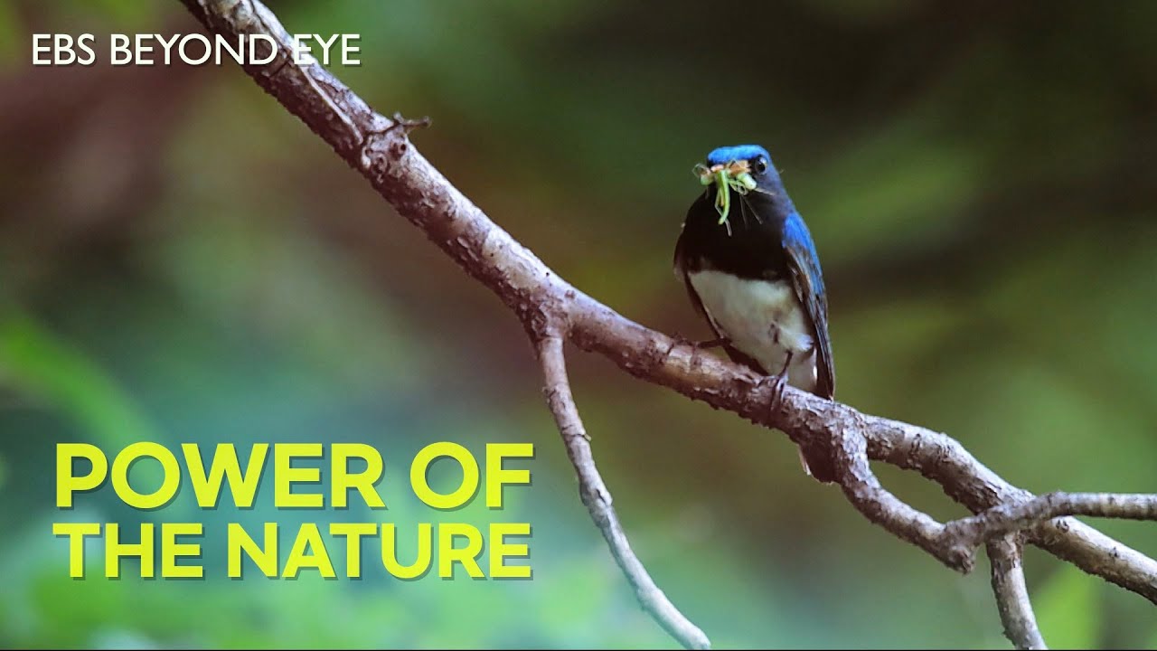 Perpetual Power of the Nature | EBS Nature Documentary | EBS Docuprime [Return]