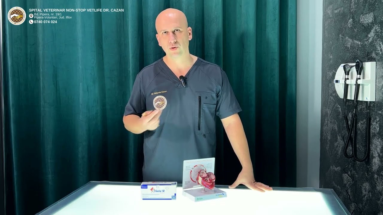 Dirofilaria - dirofilarioză - viermele de la nivelul inimii, în special la căței