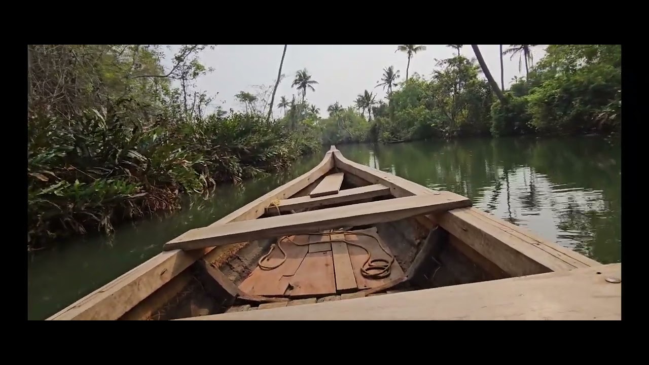 🛶 canoe trip through the mangroves of Paravur Lake 🛶