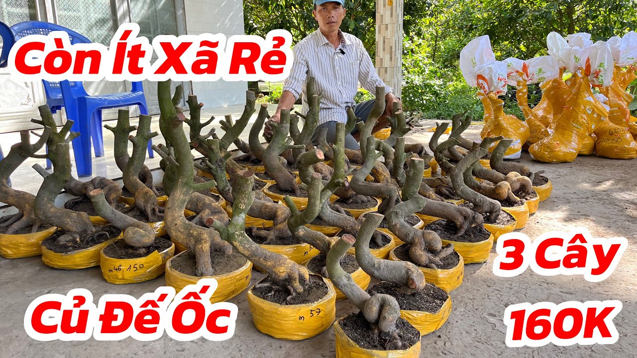 ❌HẾT HÀNG❌☎️Mai Vàng Giá Rẻ☎️ Anh Phương☎️Còn Ít Xã Phôi Mai Đế Củ Ốc Cuối Clip Siêu Rẻ 