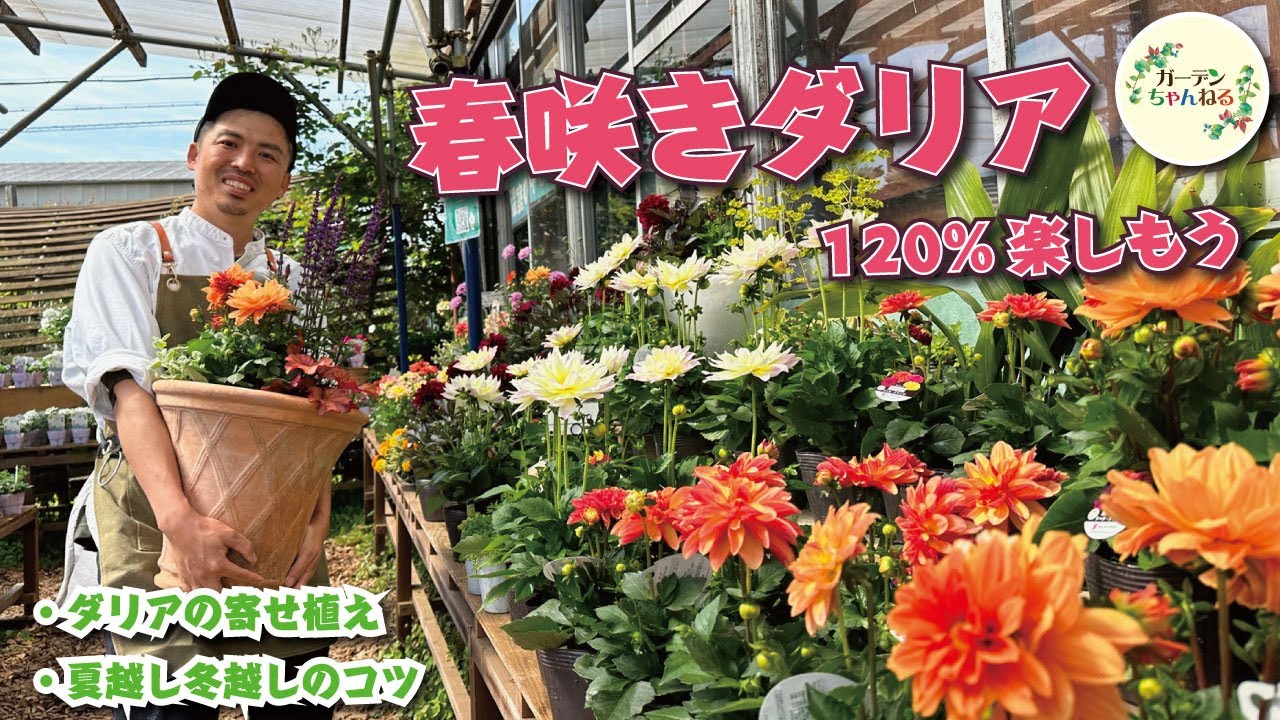 【春のダリアは超優秀！】ダリアの楽しみ方＆育て方解説
