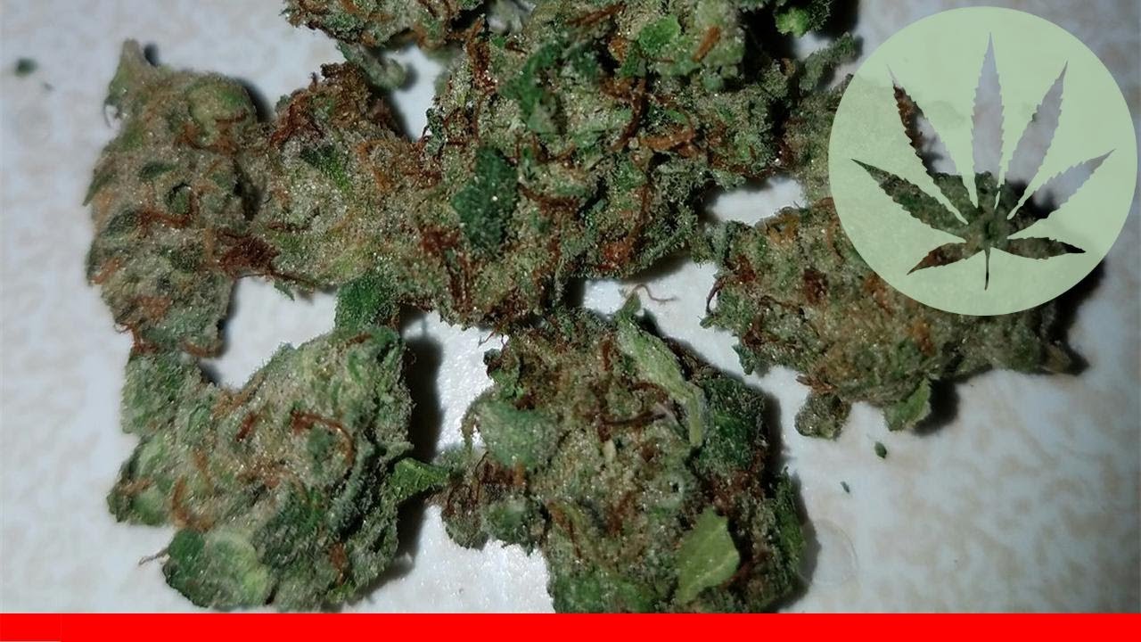 Sour Maui - All About This Strain