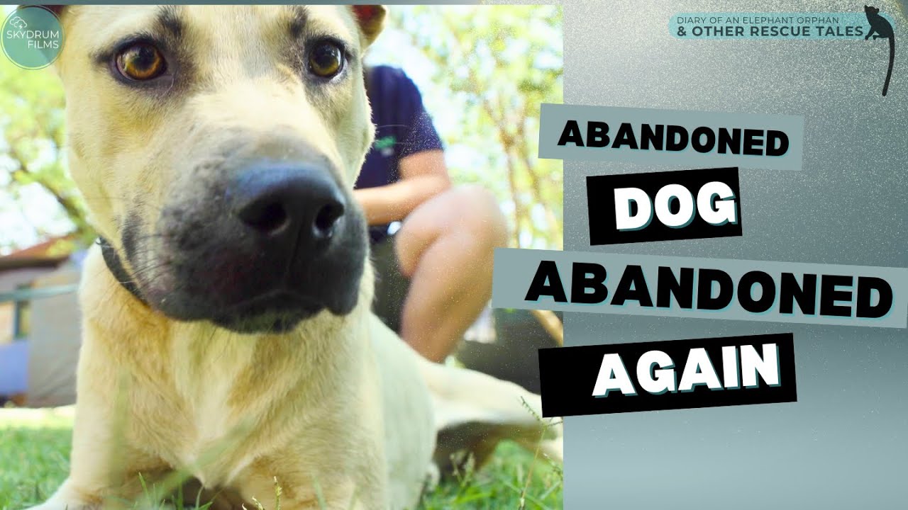 Abandoned dog gets abandoned again - please help find him a home #dogadoption #animalshelter