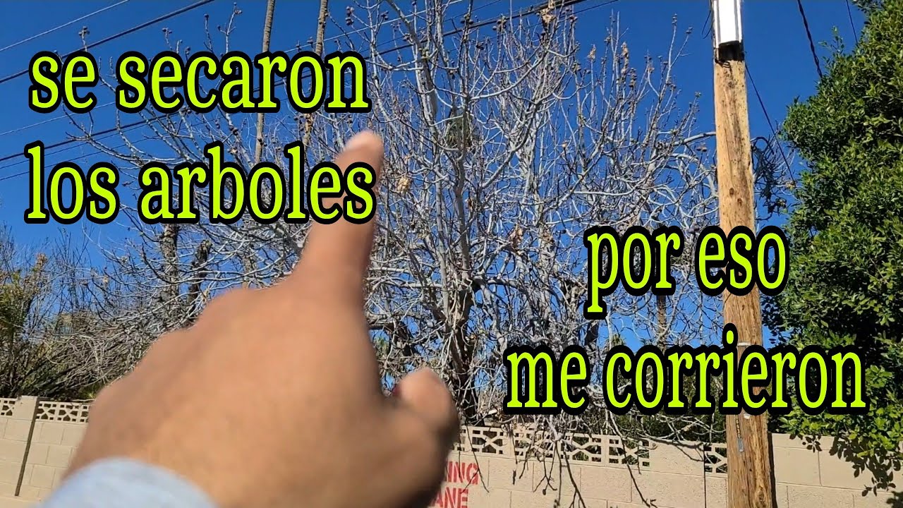 ME CORRIO EL MANAGER POR MATAR LOS ARBOLES😬😬😵‍💫