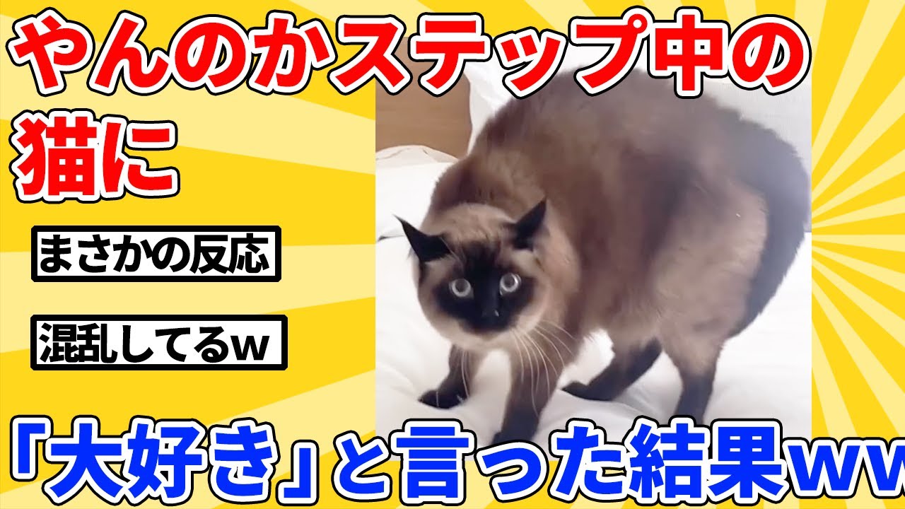 【2ch動物スレ】やんのかステップで威嚇してる猫に「大好き」と言った結果ｗｗｗｗｗ