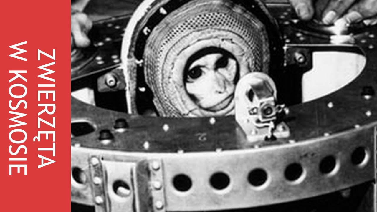Łajka, Ham i inne zwierzęta w kosmosie. Historia zwierząt latających w kosmos