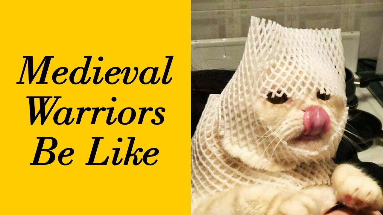 50 Absolutely Hilarious Pics of Cats from the &lsquo;Cat Virus.Exe&rsquo; Instagram Page (New Pics)