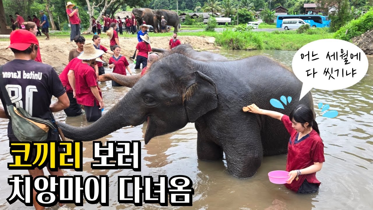 치앙마이 코끼리 보호소에선 어떤 활동을 할 수 있을까ㅣ순둥이 코끼리들ㅣ필수 준비물 추천ㅣ코끼리랑 목욕?!