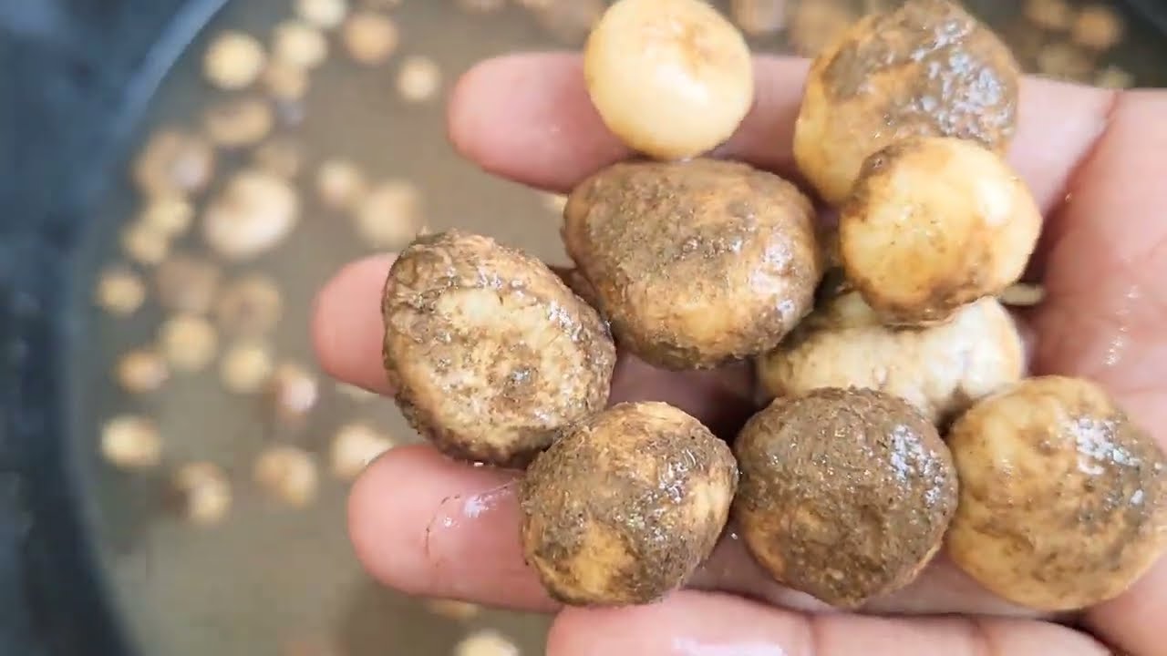 Rugda Mushroom फुटका कुकड़ी Full recipe and preparation #Mushroom #food