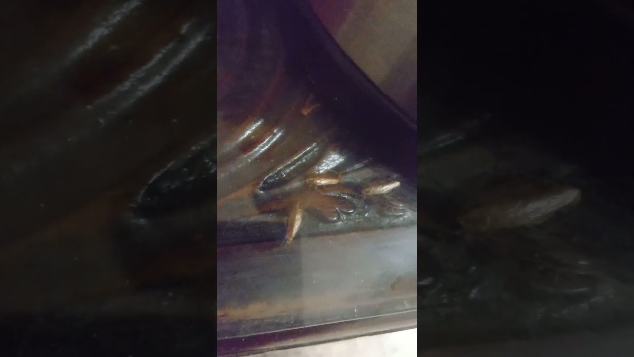Toronto Plaza Hotel cockroach infestation ... Toronto shelters system t