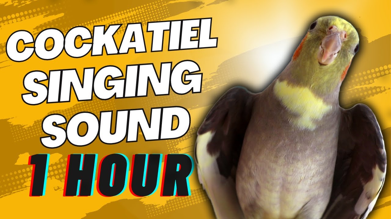 Cockatiel Sounds | 1 HOUR of Cockatiel Singing for Lonely Cockatiels | Cockatiel Companion