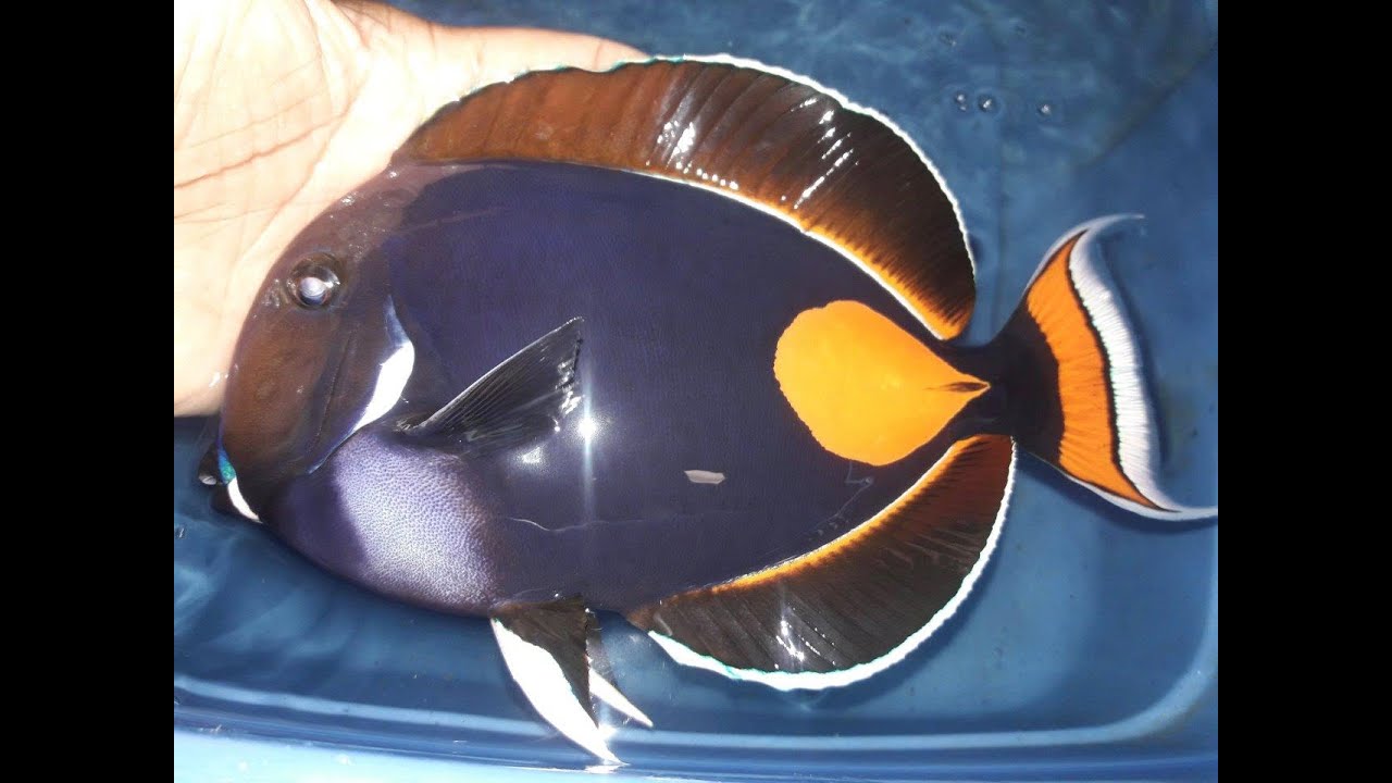 MONSTER Achilles Tang (Hawaii 8.25”)