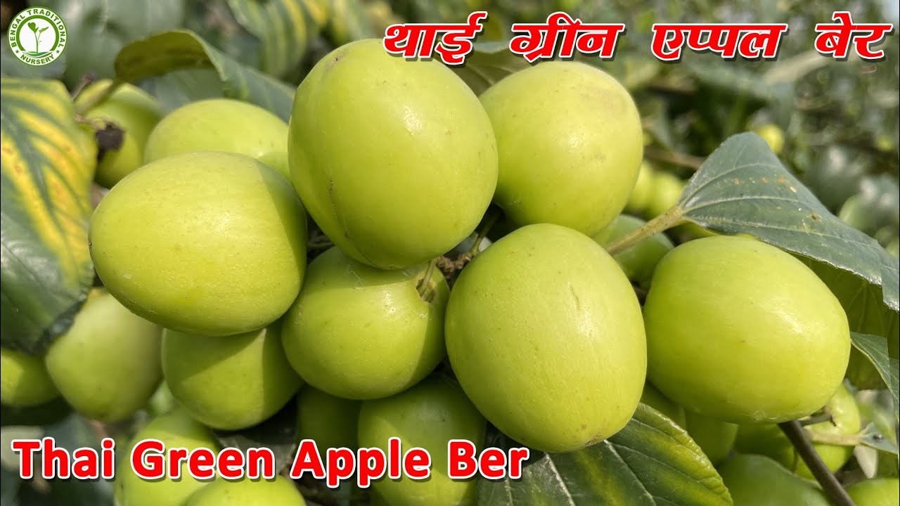 Thai Green Apple Ber के 11 महीने के पेड़ में 50 किलो की ऊपर फल का उत्पादन || Contect : 9333227579