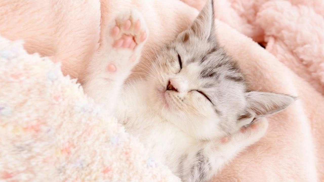 10 часов любимой кошачьей музыки 🐱Расслабляющая музыка для кошек+музыка для прогулок,тревога разлуки