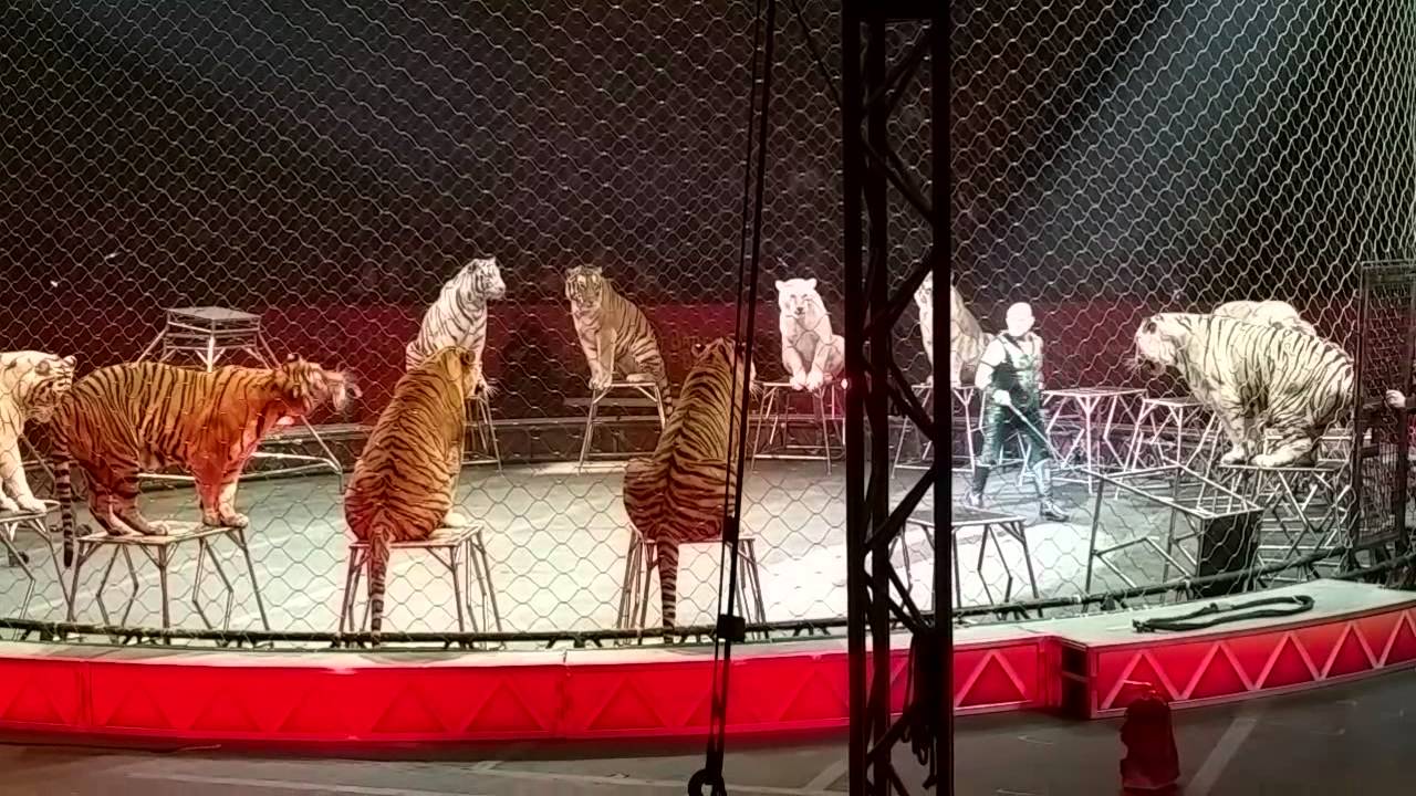 Ringling Bros. Circus Tigers | The Greatest Show On Earth!